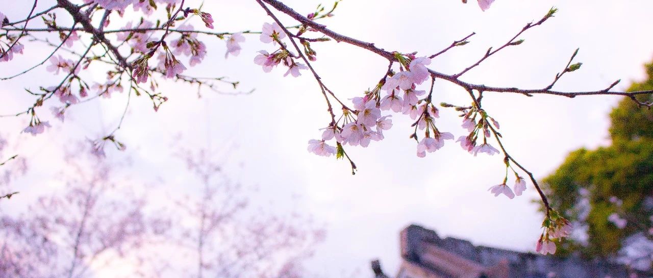 “櫻花”綻放，美景相隨！